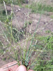 Digitaria porrecta