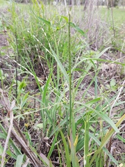 Digitaria porrecta