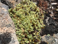 Kelleria dieffenbachii