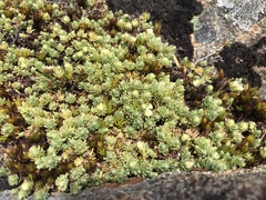Kelleria dieffenbachii