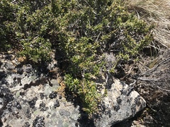 Coprosma nitida