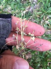 Ranunculus platensis