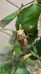 Schistocerca nitens