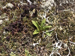 Gentianella diemensis