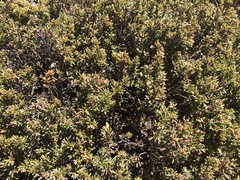Acrothamnus montanus