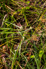 Cyperus albescens