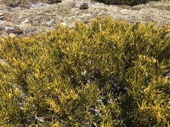 Orites acicularis