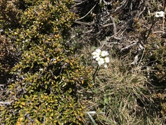 Cardamine lilacina