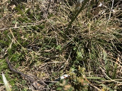 Cardamine lilacina