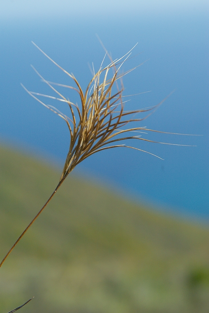 Bromus fasciculatus