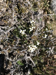 Cardamine lilacina