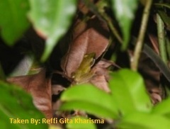 Chalcorana chalconota