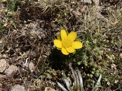 Ranunculus gunnianus