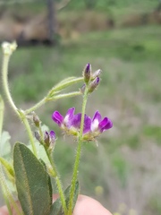 Glycine tomentella