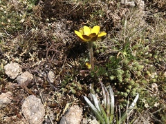 Ranunculus gunnianus