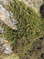 Podocarpus lawrencei