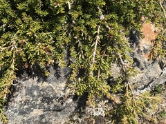 Podocarpus lawrencei