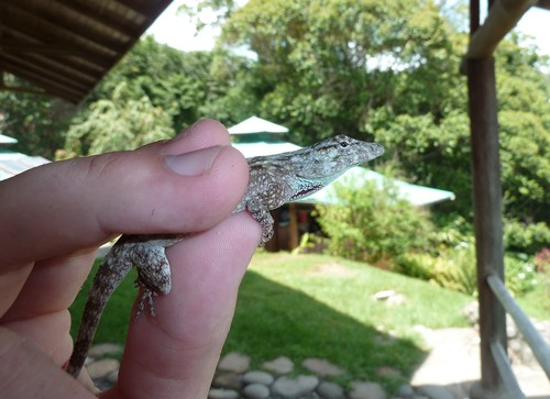 Pacific Lichen Anole