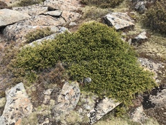 Podocarpus lawrencei