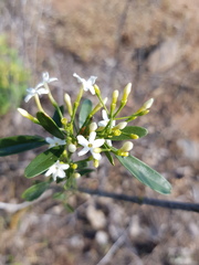 Jasminum didymum racemosum