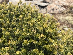 Podocarpus lawrencei