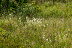 Helichrysum panduratum