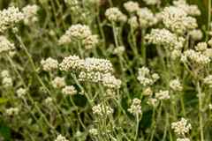 Helichrysum panduratum