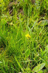 Hypoxis rigidula