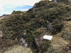 Podocarpus lawrencei