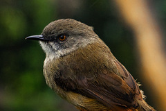 Roberts's Warbler photo 3