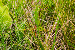 Indigofera tenuissima