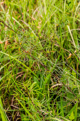 Indigofera tenuissima