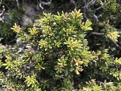 Podocarpus lawrencei
