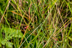 Indigofera tenuissima