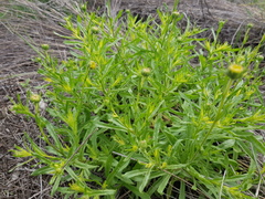 Leiocarpa brevicompta