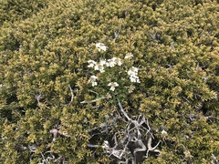 Cardamine lilacina