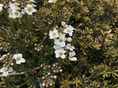 Cardamine lilacina