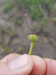 Leiocarpa brevicompta