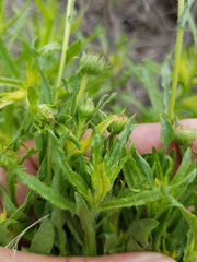 Leiocarpa brevicompta