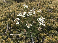 Cardamine lilacina
