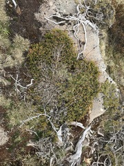 Podocarpus lawrencei