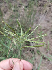 Leptochloa digitata