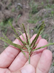 Leptochloa digitata