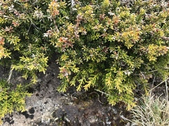 Podocarpus lawrencei