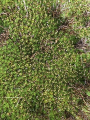 Abrotanella forsteroides