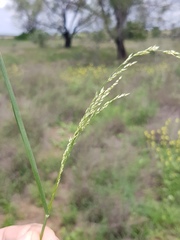Panicum buncei
