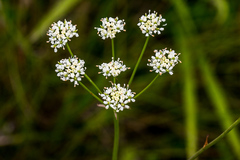 Lichtensteinia interrupta