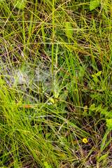 Lichtensteinia interrupta