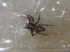 Plexippus paykulli
