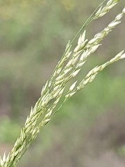 Panicum buncei